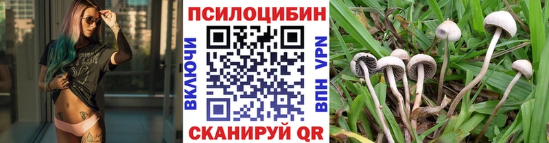 Псилоцибиновые грибы мицелий  дарнет шоп  Тогучин 